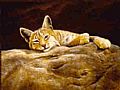 Cats: Wild - Nature Art by Jeanne Filler Scott